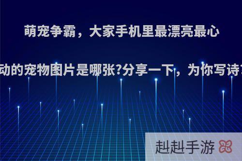 萌宠争霸，大家手机里最漂亮最心动的宠物图片是哪张?分享一下，为你写诗?