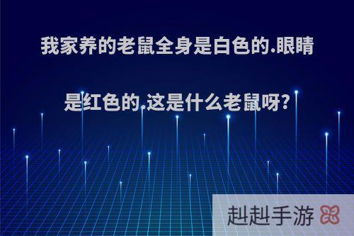 我家养的老鼠全身是白色的.眼睛是红色的.这是什么老鼠呀?