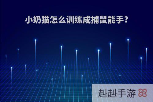小奶猫怎么训练成捕鼠能手?